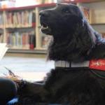一只叫佩妮的狗在听威奇伍德镇的学生给它读书.